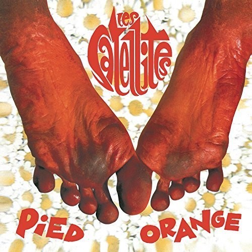 Pied Orange