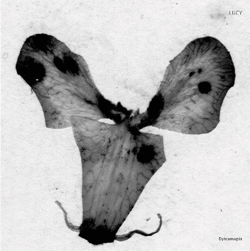 Dyscamupia (Uk)
