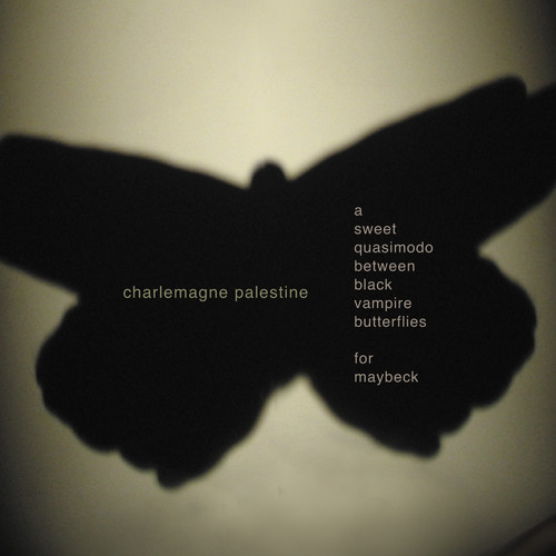 Sweet Quasimodo Between Black Vampire Butterflies