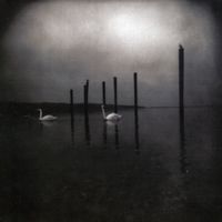 Conference of the Birds