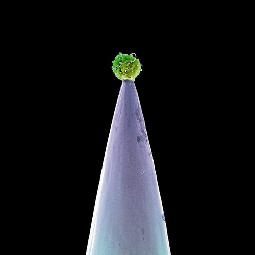 Peter Gabriel - New Blood vinyl record cover